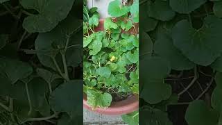 ¡Plantas de MELÓN en MACETA y con FLORES!