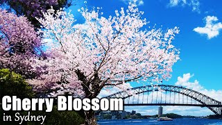 Cherry Blossom in Sydney | Visit Sydney CBD, The Rocks Market and Sydney Ferry Ride! #CherryBlossom