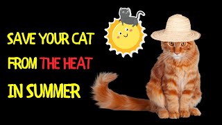 Vital Tips to Save Your Cat from the Heat in Summer