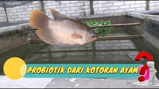 CARA BUDIDAYA IKAN GURAME DI KOLAM BETON - PROBIOTIK DARI AIR RENDAMAN KOTORAN AYAM