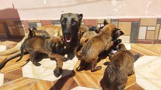 puppies play with mom