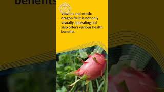 Dragon fruit and it's health benefits|Mushtaqvibes|#dragonfruit #shorts