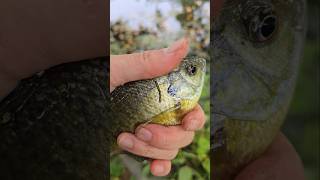 Toss him far #fishing #catchandrelease #creekfishing #sunfish #bluegill #shorts