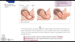 Apparato riproduttivo parte2