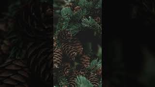 Christmas Ambience/Christmas is Here