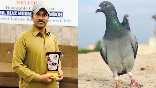 Racing Pigeon Team 2023 | Kalapati | Racer Pigeon