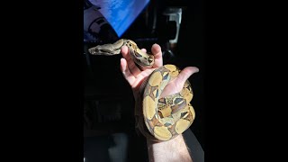 4 years ago today, a Tuesday I got her!  My Venezuelan Red Tail Boa Ashoka Tano SNIPS 4k 9-22-2024!!