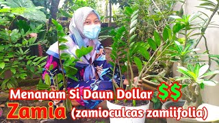 Cara Memperbanyak Tanaman Zamia Dengan Cepat & Mudah || Zamioculcas Zamiifolia ||Tanaman Daun Dollar