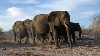 Elephant herd in Etosha National Park