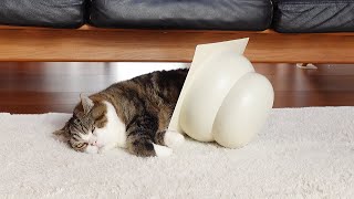 転がったのに心配するレベルで無反応だったねこ。-Maru fell down but was worryingly unresponsive.-