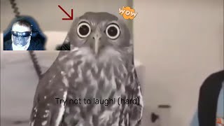 Try not to laugh (hard)