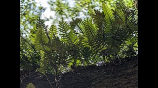 Resurrection Fern (Pleopeltis polypodioides)