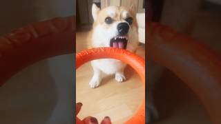 When My Corgi is Angry 🦊😡🧡😍😁