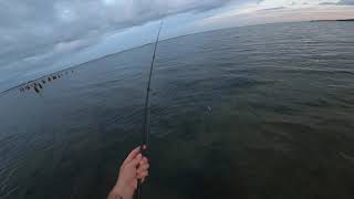 Exploring Indian Beach Flats, Catching Little Gag Groupers in Sarasota, Florida