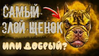 СМЕШНЫЕ ЖИВОТНЫЕ  [ Забавные животные ] // Февраль 2021 // Лучшие приколы // Новое видео | FA