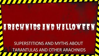 ARACHNIDS AND HALLOWEEN - SUPERSTITIONS AND MYTHS ABOUT TARANTULAS AND OTHER ARACHNIDS