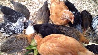 6 week old chicks eating fresh corn - 6 Wochen alte Kueken essen frischen Mais