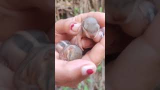 Spotted little squirrel in garden 🐿️#youtubeshorts#animals#rescue#life#squirrel#garden#monsoon#tiny