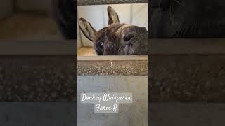 Cute Miniature Donkey Knocking