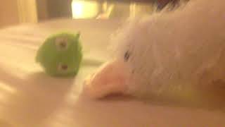 Squishy quack ep 1