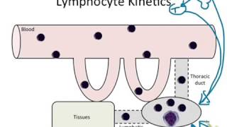 Lymphocyte Intro