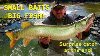 How I Catch BIG FISH With Z-MAN Baits