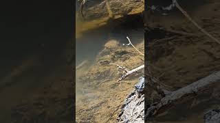 Water Striders on the prowl. #insect #nature #bug #water