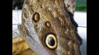 Tropical butterflies Owl eye - Close up - Beauty of