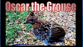 Oscar the Grouse