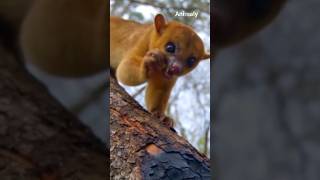 Kinkajou