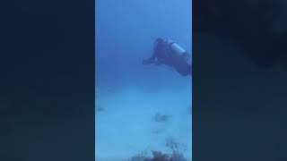 Scuba diving the Davy Crockett patch reef in Key Largo, Florida #shorts #scubadiving #reelsvideo