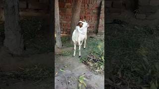 Goat🐐 #camel #youtubeshorts #goat #youtubevideos #animals #ytshorts #youtube