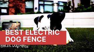 Best Electric Dog Fence