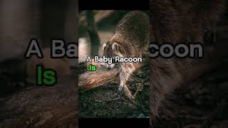 Weird Raccoon Facts Part 2 #shorts #viral #facts #raccoon #animal #animals #nature #weird #fyp