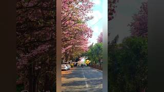 Pink Bengaluru #pinktrumpet #tabebuya #bangalore #holidayseason #spring #pinkflowers #nature #shorts