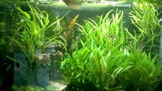 Duckweed Waterfall in a 29 Gallon