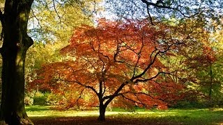 Westonbirt Arboretum - 2010