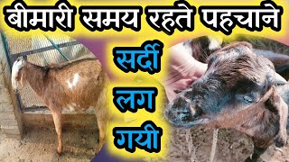 Bakra Bimar Ho Gya |Bakra Dana Nahi Khata|Goat Farming |Vimalumrao