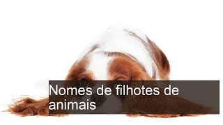 Descubra os Nomes Fofos dos Filhotes de Animais que Você Nunca Soube!