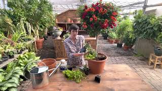 Planting under a flowering tree