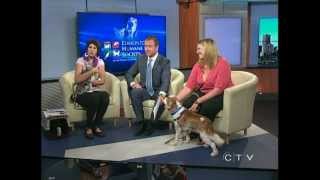 Edmonton Humane Society - August 30, 2012 - CTV Edmonton