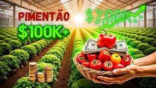 Como 1 Hectare de Pimentões Pode Mudar Suas Finanças Para Sempre!