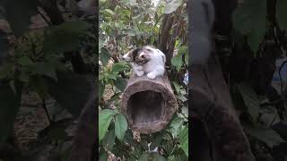 #catsplaying #cats #catshorts #catsvideo #permaculture #sustainability #farmlife #villagelife #fyp