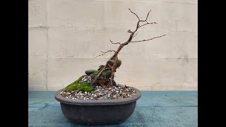 Birch root over rock bonsai 3