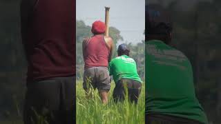 PROSES MEMBUAT SUMUR BOR MANUAL UNTUK PENGAIRAN SAWAH