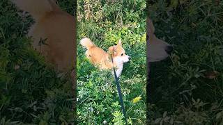 My Corgi: Long Grass Explorer 🦊🌾🌾🌾🤓🧭😍🥰🧡