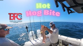 Hot Hogfish Bite Offshore Tampa Bay 85'.