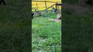 baby goats 🐐😍 #shorts #animals #babyanimals #goats #farmlife #homestead