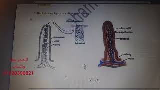 The Small Intestine for American diploma SAT/EST-2 students - Dr.Mohamed Khaled