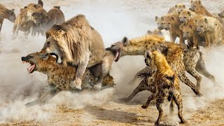 Male lion attacks over 20 Hyenas